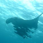 Diving with Manta Rays